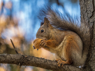 The squirrel with nut sits on tree in the autumn. Eurasian red squirrel, Sciurus vulgaris.