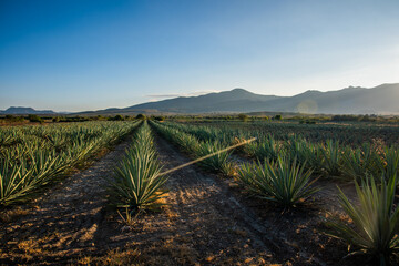 Campo de agave espadín para destilado mezcal y tequila