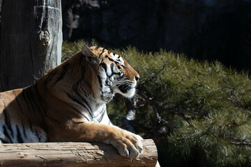 close up Siberian Tiger, Amur Tiger