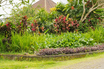 Tropical mixed flower bed. Background, sunny day at tropical park