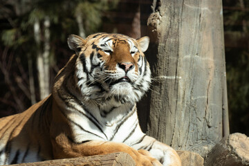 close up Siberian Tiger, Amur Tiger