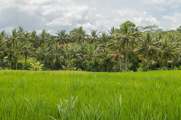 Rice fields in countryside, Ubud, Bali, Indonesia, green grass, cloudy sky