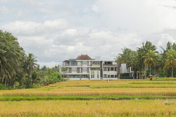 Fototapeta premium Rice fields with house in countryside, Ubud, Bali, Indonesia, green grass, cloudy sky