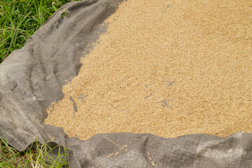 Fototapeta na wymiar ripe rice grains, Ubud, Bali, Indonesia.