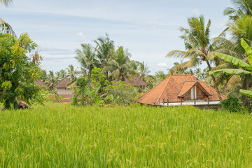 Rice fields in countryside, Ubud, Bali, Indonesia, green grass, cloudy sky