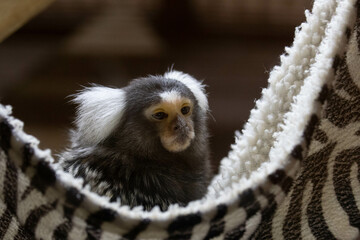 Sleepy marmoset in the cradle