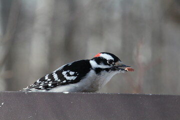 black and white bird