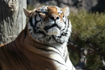 close up Happy Siberian Tiger, Amur Tiger