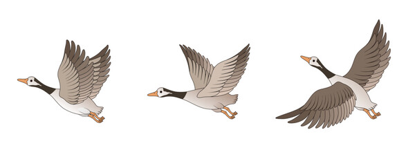 Vector illustration material of flying wild geese