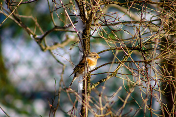 small bird on a branch