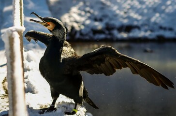 great cormorant spreading wings