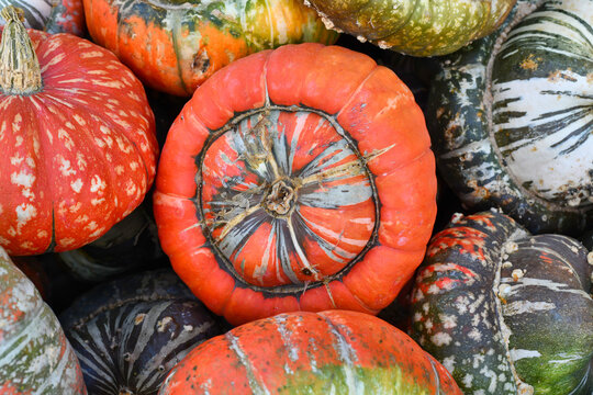 Orange colored Turban squash with warts on skin on pile of colorful squashes