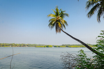 Backwaters of Kemmanu delta