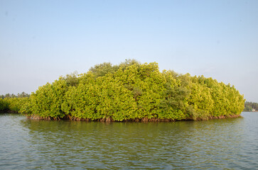 Backwaters of Kemmanu delta