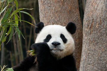 Close up Little Panda Eating Bamboo Leaves