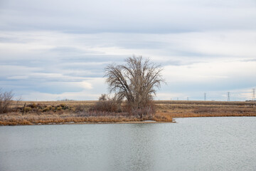 Tree Across the Lake