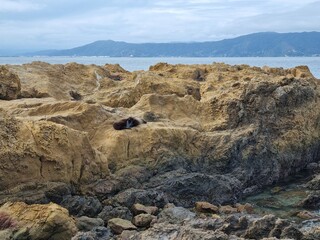 Seal lying on the rocky landscape in summer