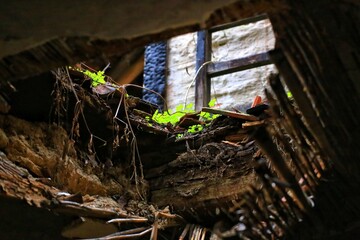 Looking through a hole in the roof of a ruined building with small green plants