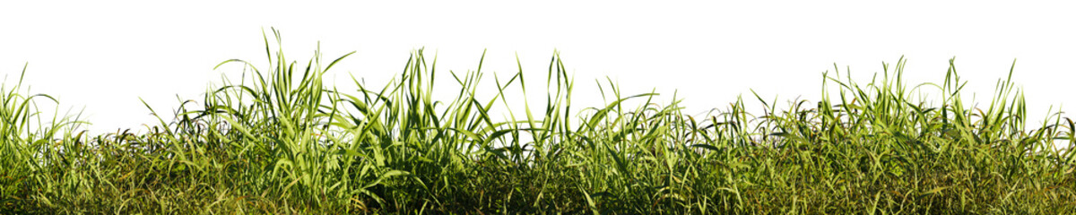 Field of tall green grass on white transparent background. 3D rendering illustration