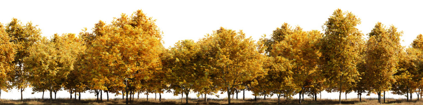 Row of trees with yellow leaves on them on white transparent background. 3D rendering illustration