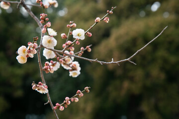梅の花　初春