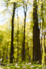 Sunlight is breaking through the leaf-filled canopies of the trees that comprise the Hallerbos in Belgium