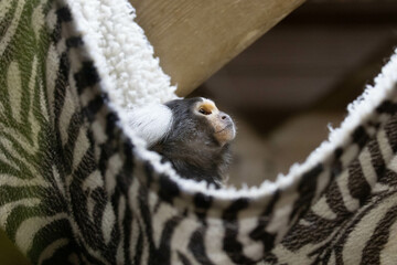 Close up Little Marmoset Monkey