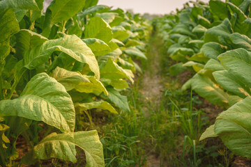Tobacco big leaf in field in thailand gardening plantation by agriculturist for delivery to the cigarette factory.