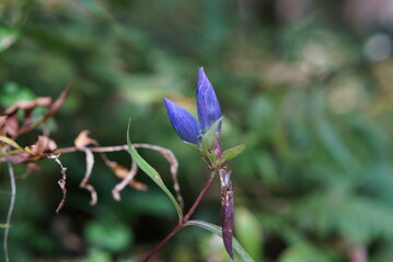 two gentian buds