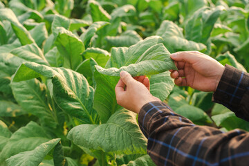 Man hands touching tobacco leaf in tobacco farm to check quality and size before harvesting, in order to meet the industry standard quality before cutting it to the cigarette factory.