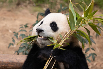 Obraz premium Close up Cute Fluffy Panda in South Korea