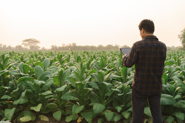 Agronomists check the soil quality and growth of tobacco before harvesting and sending it to the cigarette factory for the best quality.