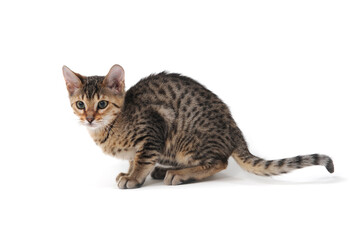 Purebred smooth-haired cat on a white isolated background