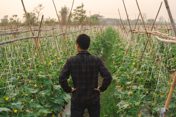 Buyer capitalists inspect the quality of cucumber produce in the farms of cucumber growers in order to deliver pickled cucumber factories.