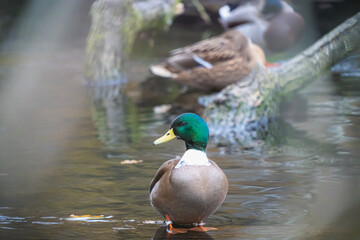 Fototapeta premium Eine Stockente auf einem Teich.