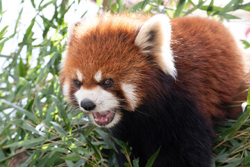 Close up Red Panda, Lesser Panda