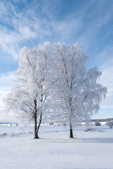 Fototapeta na wymiar Sunrise morning with frosty trees in winter