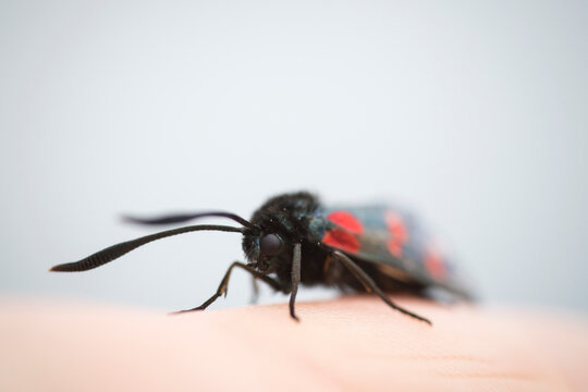 Close-up of Five-spot Burnet (Zygaena trifolii) on hand against sky