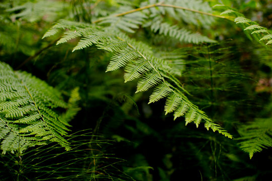 Close-up of fern plants in forest at Redwood National and State Parks