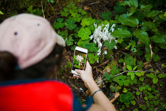 High angle view of hiker photographing plants through smart phone at Redwood National and State Parks
