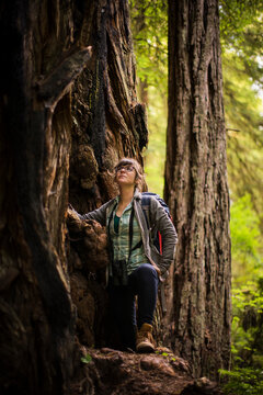 Female hiker looking up while standing by tree at Redwood National and State Parks