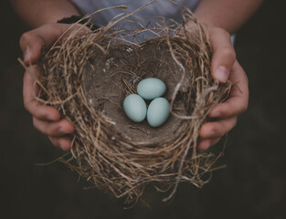 Cropped hands of man holding eggs in bird's nest