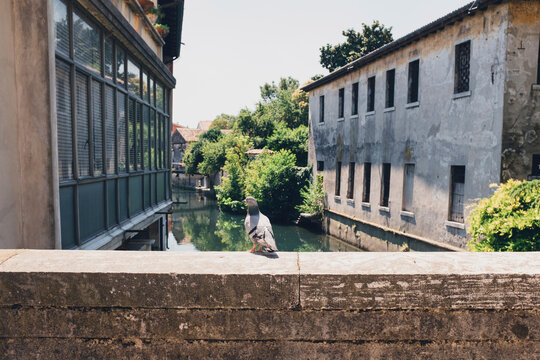 Rear view of pigeon perching on retaining wall over canal during sunny day