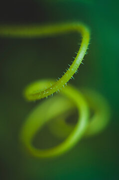 Close-up of spiral tendril