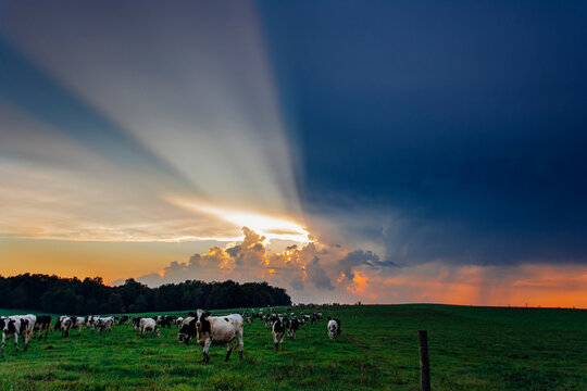 Cows grazing on grassy field against dramatic sky