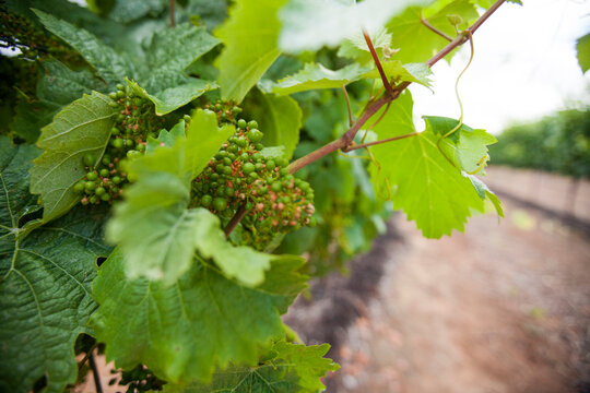 Close-up of grapes growing on plants at vineyard