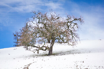 Fototapeta na wymiar A tree on a snowy hill in the Bay Area foothills