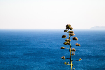 Tree by sea against clear sky