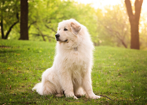 Dog looking away while sitting on grassy field at park