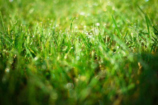 Close-up of wet grass growing on field